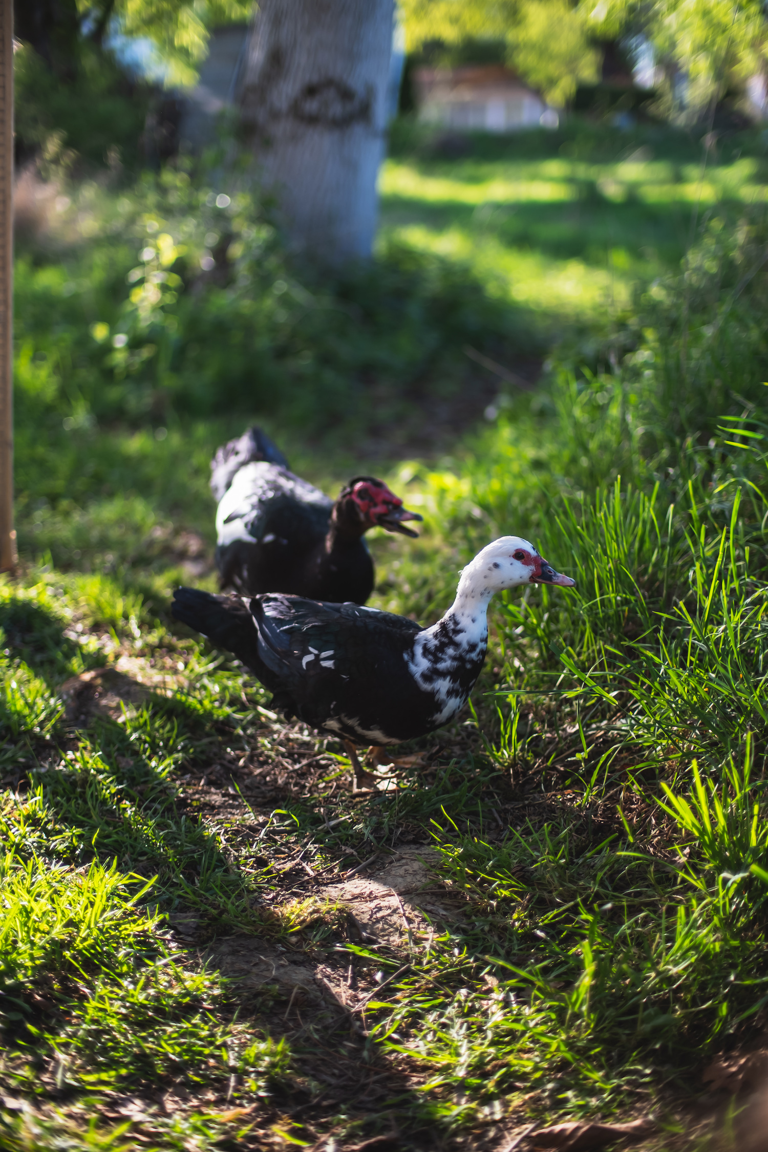Enten im Waldgarten